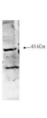 Western Blot: NEU2 Antibody [NBP2-21649]